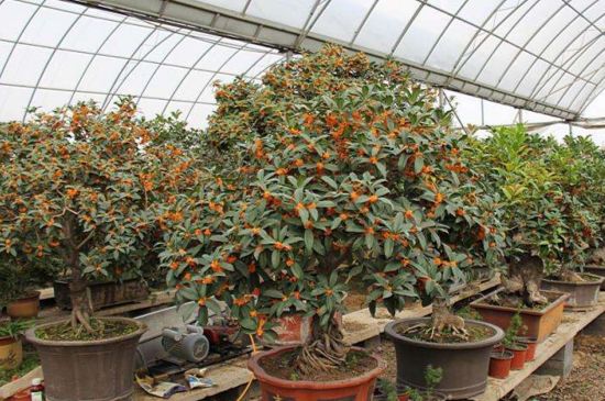 桂花掉叶子是如何回事