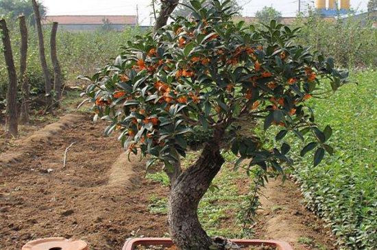 桂花掉叶子是如何回事