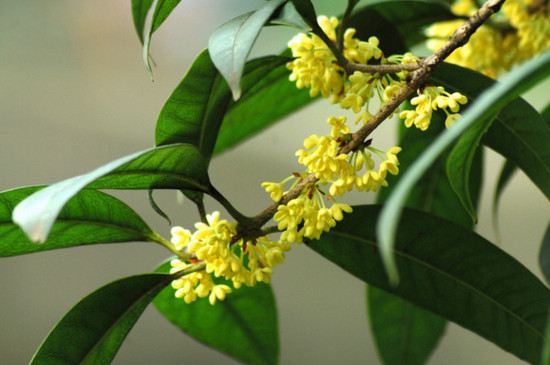 桂花靠接最佳时间