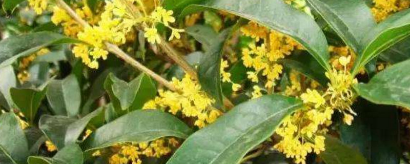 桂花干叶子是如何回事