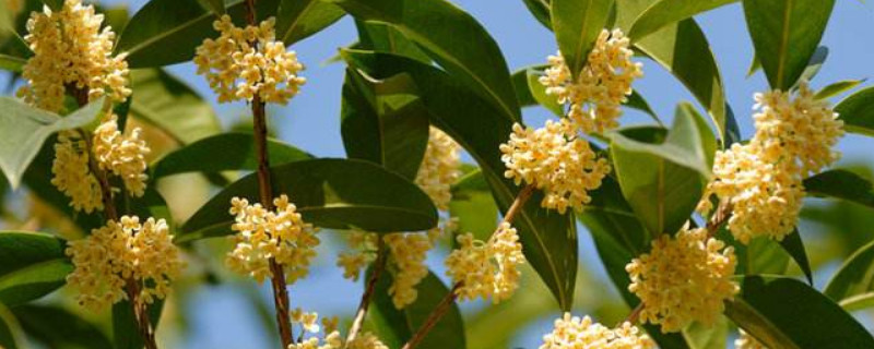 秋季第一香的花是什么花