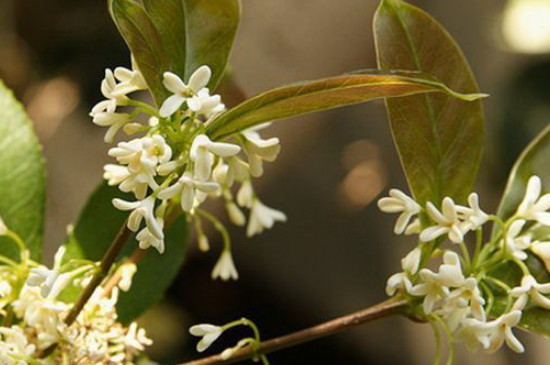 秋季第一香的花是什么花