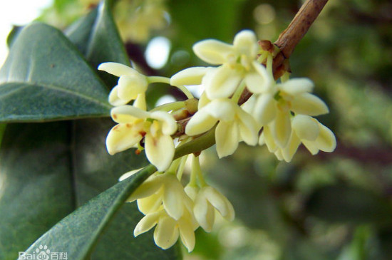 秋季第一香的花是什么花