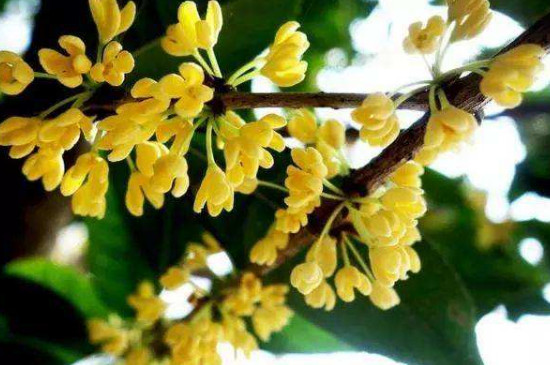 秋季第一香的花是什么花