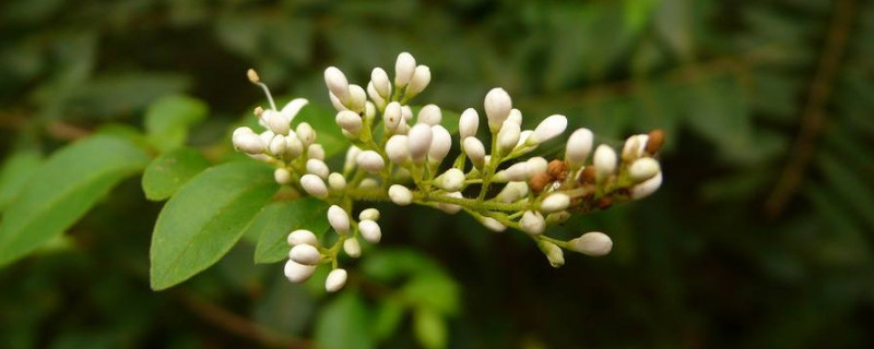 金桂银桂丹桂四季桂如何区分