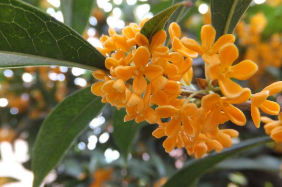 桂花可以放卧室吗