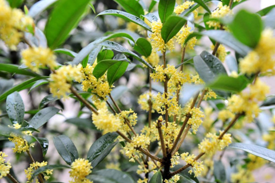 四季桂花叶子干枯脱落