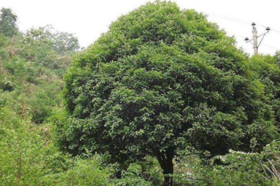 桂花落叶子如何回事