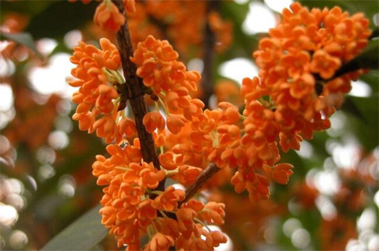 四季桂花和金桂的区别，4种办法区分两者