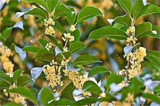 四季桂花和金桂的区别，4种办法区分两者