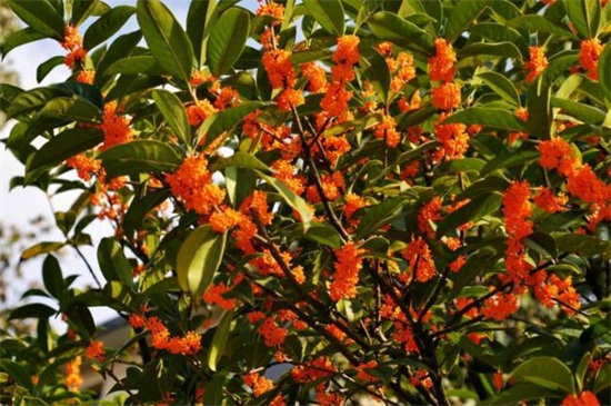 四季桂花和金桂的区别，4种办法区分两者