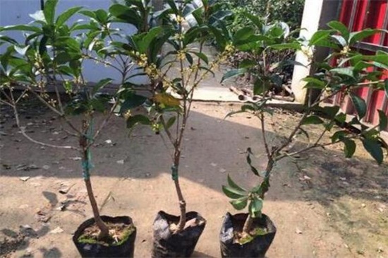 桂花家庭养殖办法和留意事项，春季需及时翻盆换土