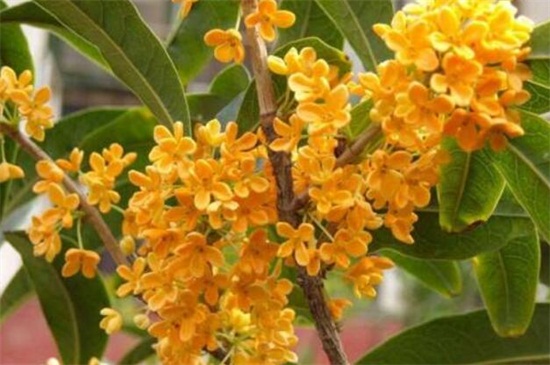 桂花家庭养殖办法和留意事项，春季需及时翻盆换土