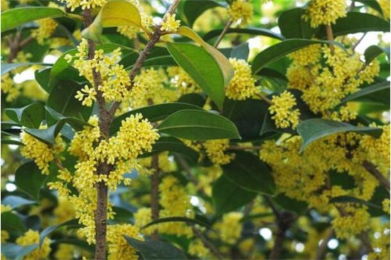桂花家庭养殖办法和留意事项，春季需及时翻盆换土