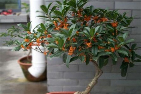 桂花家庭养殖办法和留意事项，春季需及时翻盆换土