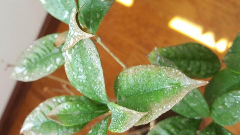 桂花掉叶子是如何补救