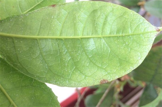 桂花掉叶子是如何补救