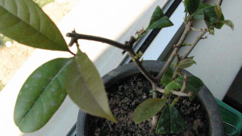 盆栽桂花掉叶子如何办