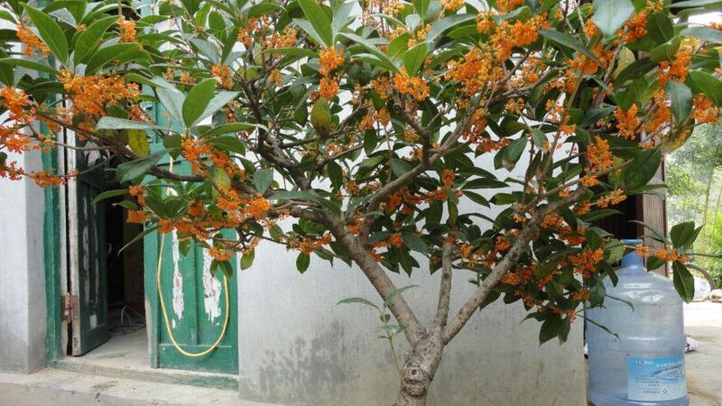 北方桂花夏季如何养