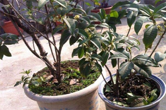 北方桂花夏季如何养