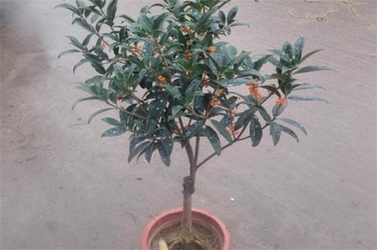 北方桂花夏季如何养