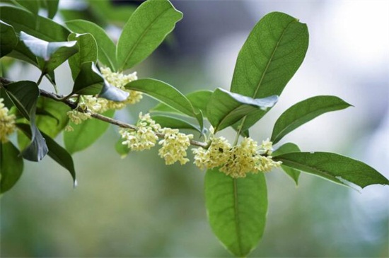 桂花繁殖办法，盘点4种常见繁殖办法