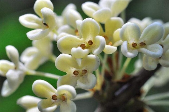 桂花繁殖办法，盘点4种常见繁殖办法