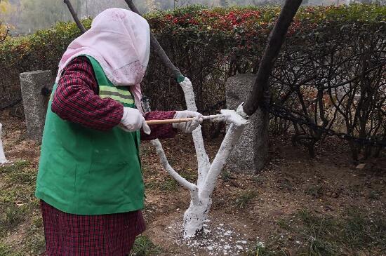 桂花冬季怕冻吗