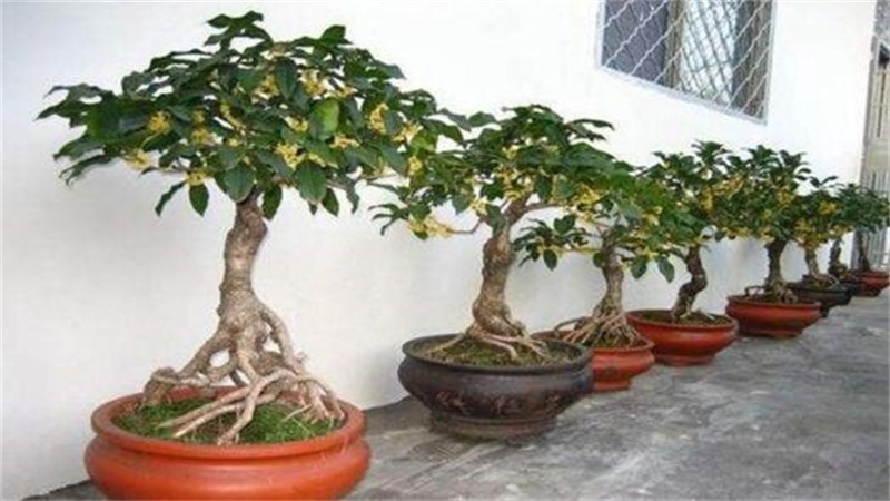 如何给盆栽桂花施肥