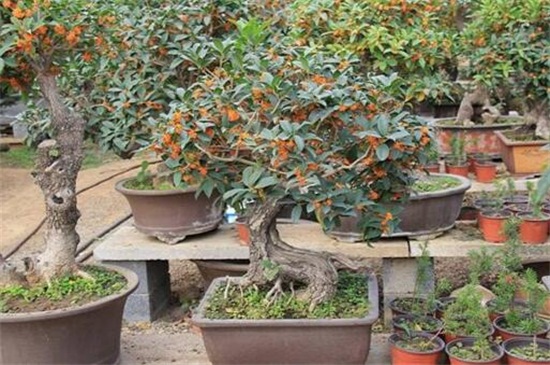 如何给盆栽桂花施肥