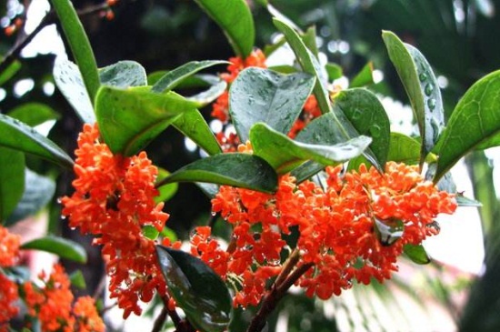 红色桂花是什么种类，属于丹桂的一种