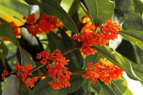 红色桂花是什么种类，属于丹桂的一种