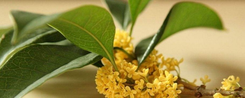 桂花叶子干枯如何急救