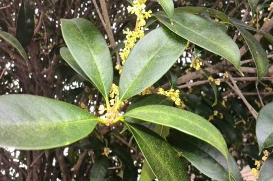 桂花叶子干枯如何急救