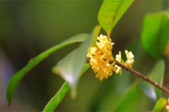 桂花叶子干枯如何急救