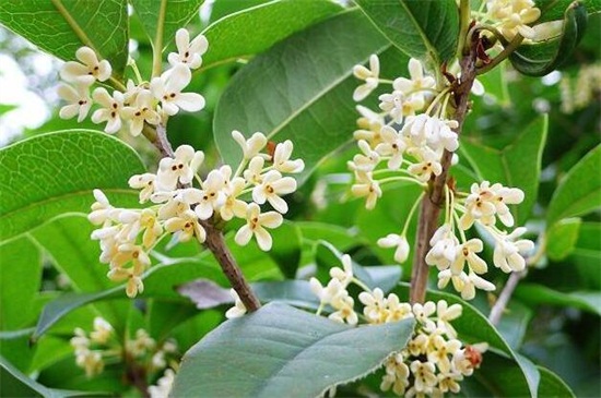 桂花有几种颜色