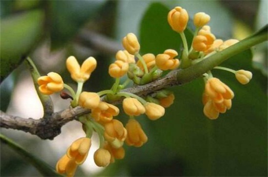 桂花种类哪种最好