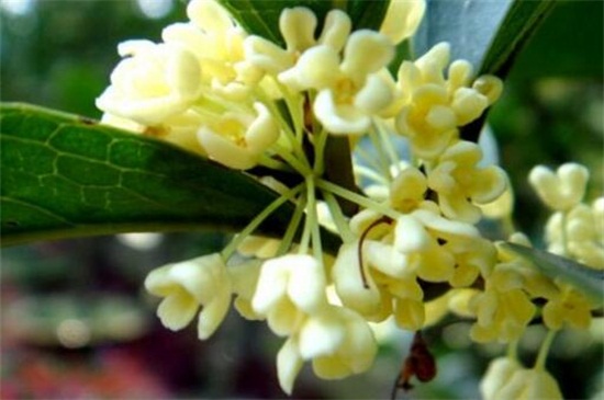 桂花种类哪种最好