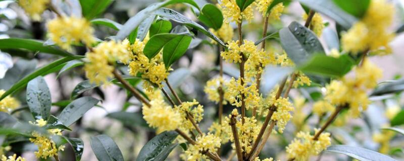 八月桂的养殖办法和留意事项