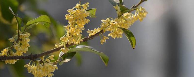 月桂的养殖办法和留意事项