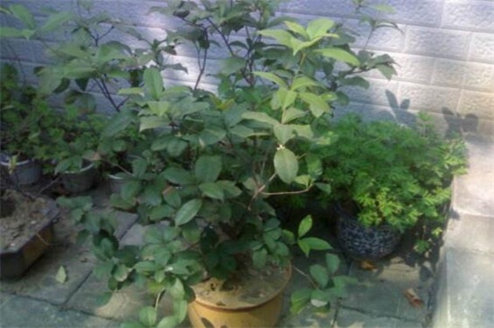 月桂的养殖办法和留意事项