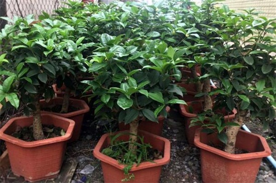 月桂的养殖办法和留意事项