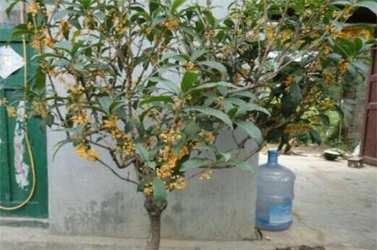 月桂如何养才月月开花，6个要点养殖一年四季开花