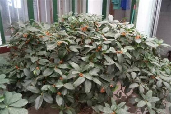 月桂如何养才月月开花，6个要点养殖一年四季开花