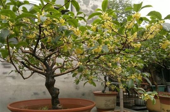 月桂如何养才月月开花，6个要点养殖一年四季开花