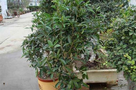 月桂如何养才月月开花，6个要点养殖一年四季开花