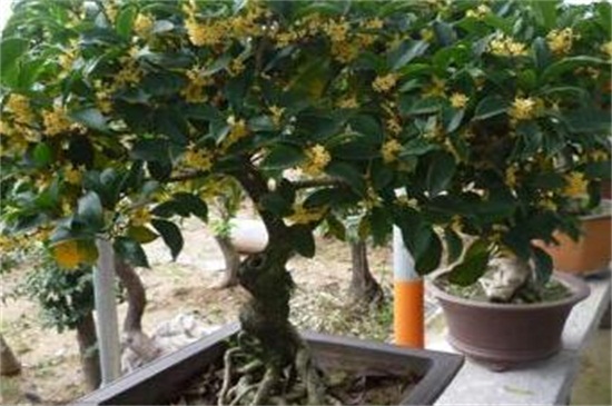 月桂如何移植,四个步骤教你移植月桂