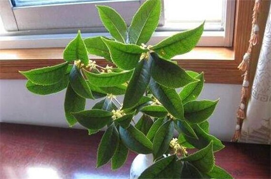 月桂如何移植,四个步骤教你移植月桂