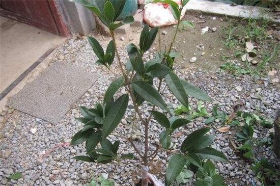 月桂如何移植,四个步骤教你移植月桂