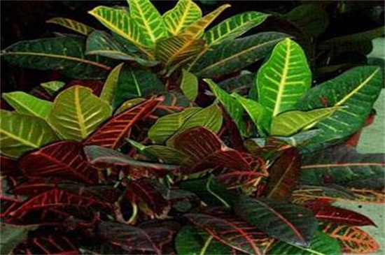 月桂如何移植,四个步骤教你移植月桂